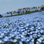 国営ひたち海浜公園