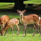 奈良公園