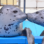 加茂水族館